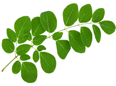 Moringa leaf-1