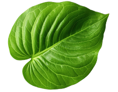 betel leaf-1