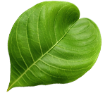 betel leaf